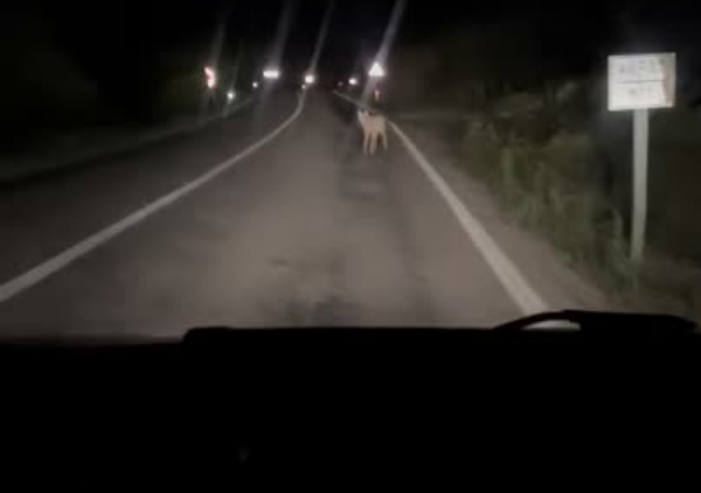 Son dakika